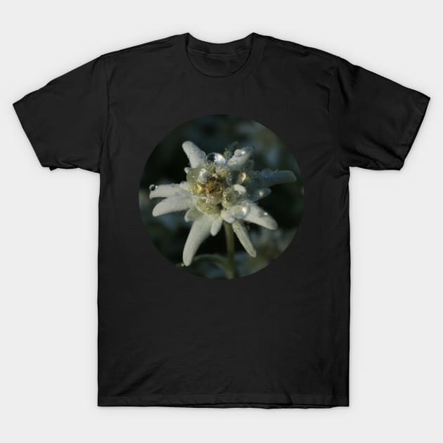 Edelweiss T-Shirt by OVP Art&Design